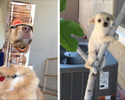 Dogs Who Made Truly Terrible Life Decisions And Now Have To Live With Them