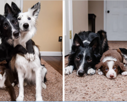 Famous ‘Hugging Dogs’ Have A New Family Member, And They Are Teaching Him To Hug