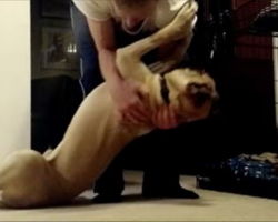 Owner Tells Bull Mastiff It’s Time For Bed, Dog’s Defiance Has Me In Stitches [video]