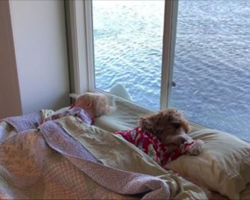 Boy and dog wake up together every morning, have an adorable routine that will melt your heart