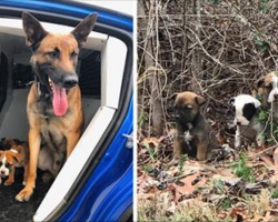 K9 and partner spot 3 abandoned puppies. K9 saves them and comforts them on ride home