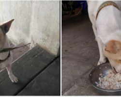 Hungry Pup Thanks The Woman Who Feeds Him By Bringing Her A Gift Each Time