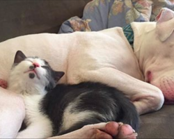 Mom brings home foster kittens, never expects her rescue pit bull to become a surrogate mother