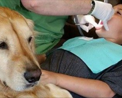 Frightened Boy Is About To Get His Teeth Pulled Out, But Watch What The Dog Does…
