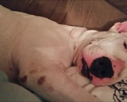 Rescue Dog Wiggles With Glee When She Experiences A Real Bed For The First Time In Her Life