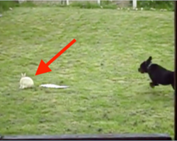 Rottweiler sees a rabbit outside and takes off running, but I’m glad they got this on camera