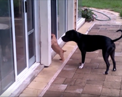 Little pup can’t figure out how to get in, but watch how his friend helps out