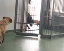 Dog was adopted 4 yrs ago. Now watch as an old friend walks through the door