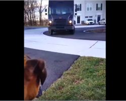 Dog eagerly awaits the UPS driver — now watch when the truck stops at his house