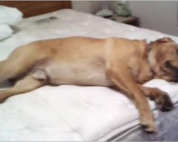 Dog lies in unmade bed, refusing to move. But then mom busts out the magic word
