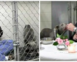 Remember The Vet Who Sat Inside A Kennel So A Dog Would Eat? See Them One Year Later!