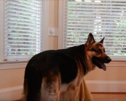 Smart Dog Keeps Freeing Puppy From Her Kennel When Mom Isn’t Watching