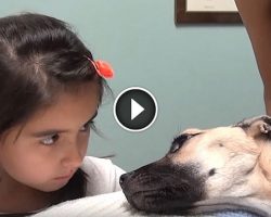 She Stares Into The Eyes Of A Dying Dog. What Follows Seconds Later Is A Miracle!