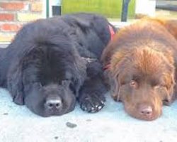 Two Giant Newfoundland Dogs Are Babysitters To 3 Boys