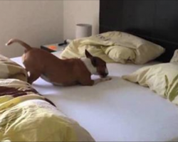 Bull Terrier Jumps On The Bed And What She Does Makes Her Human Laugh