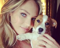 10 Celebrity Jack Russell Owners