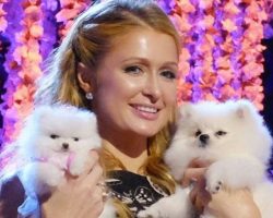 12 Celebrity Pomeranian Owners