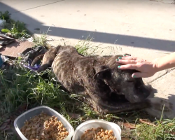 A sick dog was left on a bridge to die, and the end is an important reminder for all