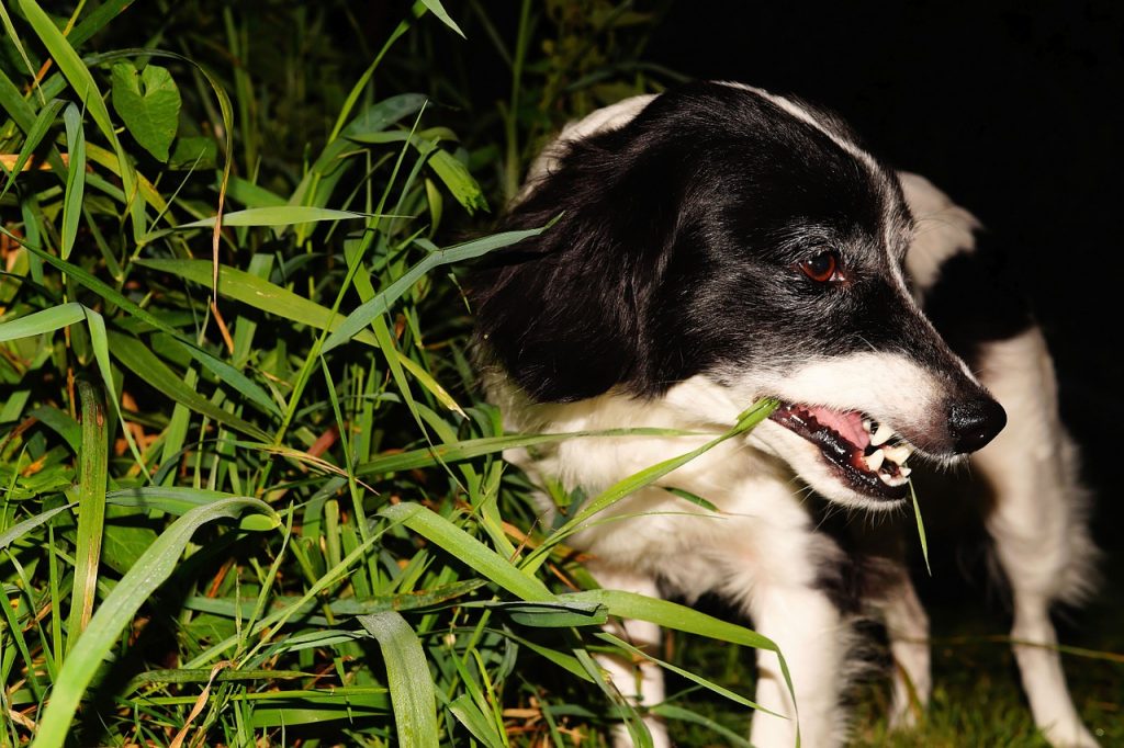 Why Do Dogs Eat Grass, And Is It Bad For Them?
