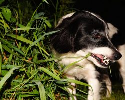 Why Do Dogs Eat Grass, And Is It Bad For Them?