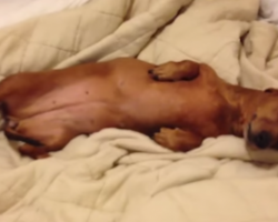 Guilty Dachshund Gets Caught In Bed. The Way She Tries To Charm Her Way Out Of Trouble Is Priceless