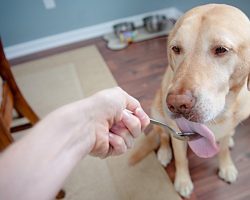 Coconut Oil For Dogs: 9 Amazing Health Benefits