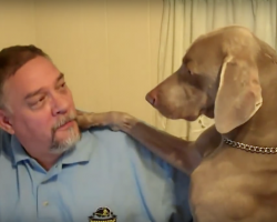 Dog Doesn’t Like It When Dad Ignores Him, And He Makes It Clear That He WANTS Attention