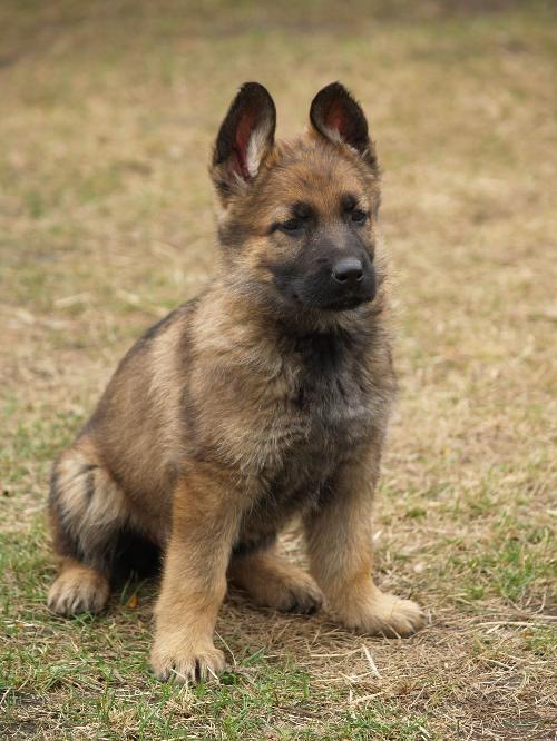 18 adorable K9 puppies in training who are trying their best to act tough