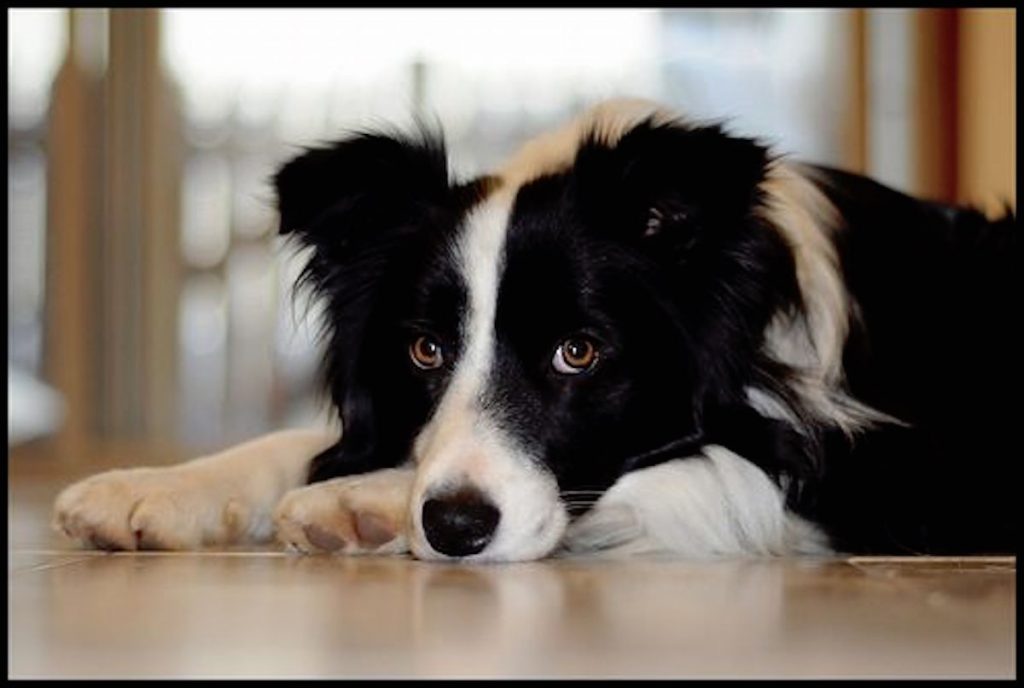20 Things All Border Collie Owners Must Never