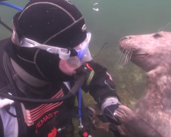 Diver doesn’t understand what seal wants — when he stretches out his hand, I can’t stop laughing