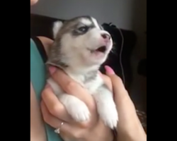 Husky pup tries howling for the first time, but this comes out instead