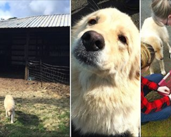 Mama Dog Is Depressed When 7 Puppies Die In Barn Fire. Then They Show Her A Litter Of Orphans