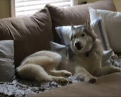 Mom asks husky a question, but husky proves he’s a total drama queen