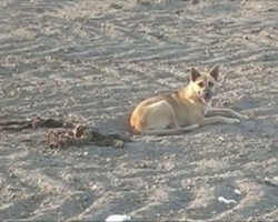When they saw why this dog refused to leave the desert, their jaws hit the floor