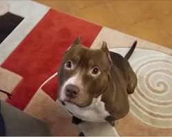 Dad Asks The Pit Bull To Find The Baby, And The Dog Takes Action