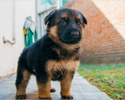 15 lovely reasons why German Shepherds make the best pets
