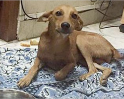 Dog thrown from roof found alive, still wagging her tail