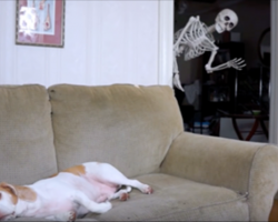 Dog’s minding his own business when all of a sudden a skeleton appears