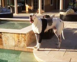 Mom tells her Great Dane he can’t swim in the pool, responds with hilarious hissy fit