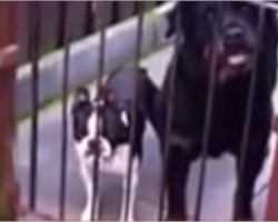 10 seconds in, the dog on the left has everyone in hysterics