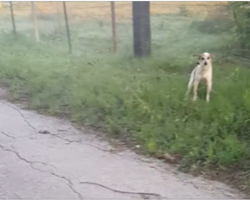 Abandoned dog crying on the side of the road just wants to kiss her rescuer