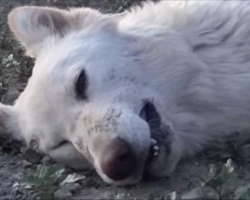 See How Rescuers Save This German Shepherd Struggling To Survive In The Desert