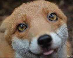 Adorable red fox is too friendly to live in the wild. Instead, she moves in with her human family