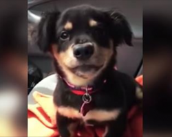 Puppy has a very clear message for Mom after she says ‘no’ to riding in her lap