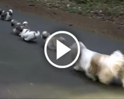 One Big Happy Shih Tzu Family