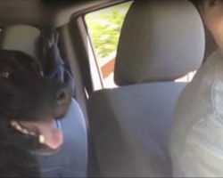 Meet A Dog That Is So Excited To Go To The Park That He Develops His Own Language!