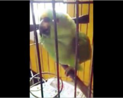 This parrot picked up a new trick after the newborn baby was brought home