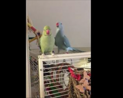 Blue bird scuttles over to his brother. His words will make you melt