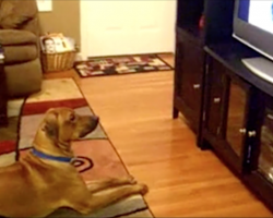 Dad Catches Dog Hilariously Responding To Commands On The TV