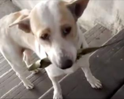 Woman feeds a stray dog. Then dog returns to woman each day with a new gift